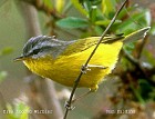 Grey-hooded Warbler - Photo copyright Ronald Saldino