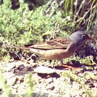 Grey-necked Bunting - Photo copyright Vaughan Ashby