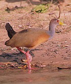 Grey-necked Wood Rail - Photo copyright Trev Feltham