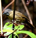 Grey-throated Babbler - Photo copyright Hideo Tani