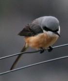 Grey-backed Shrike - Photo copyright Ian Montgomery