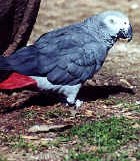 Grey Parrot - Photo copyright Tracy Aviary