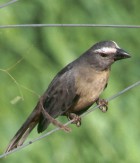Greyish Saltator - Photo copyright Trev Feltham