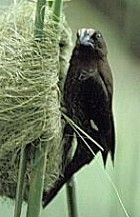 Grosbeak Weaver - Photo copyright Ron Eggert