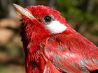 Red Warbler - Photo copyright Manuel Grosselet