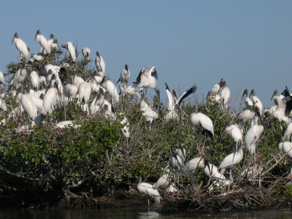 http://www.camacdonald.com/birding/Grosselet/WoodStork(MG).jpg