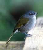 Green-tailed Ground Warbler - Photo copyright Eladio Fernandez