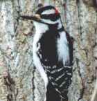 Hairy Woodpecker - Photo copyright Robert MacDonald