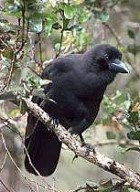 Hawaiian Crow - Photo copyright Jack Jeffery