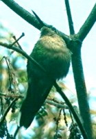 Hispaniolan Emerald - Photo copyright Larry Master