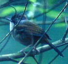 Hoary-throated Barwing - Photo copyright Christian Artuso