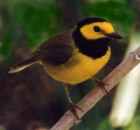 Hooded Warbler - Photo copyright Cliff Buckton