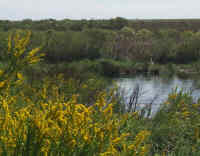 Wildflowers and Egret
