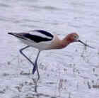 American Avocet - Photo copyright by Andrew Wilson