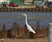 Fishing Pier at Rollover Flats