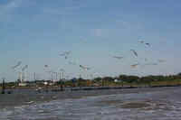 Gulls chasing the Ferry
