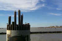 Gulls on Ferry Pilings