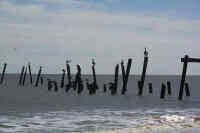 Pelicans on Pilings