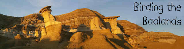Birding the Badlands