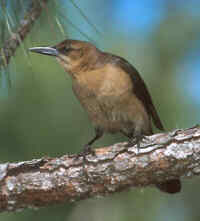 Boat-tailed Grackle - Phot copyright Don Desjardin
