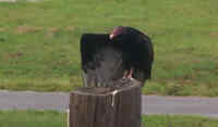 Turkey Vulture Taking a Bow