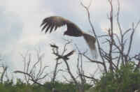 Turkey Vultures