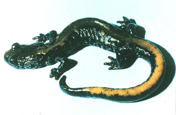Coeur d'Alene Salamander