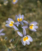 Common Downingia