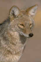 Coyote - Photo copyright Don Baccus