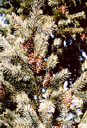 Douglas Fir