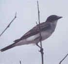 Eastern Kingbird - Photo by Eric Toorman