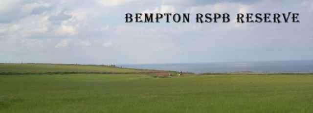 Bempton Cliffs RSPB Reserve