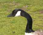 Canada Goose - Photo copyright Tina MacDonald