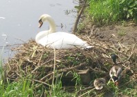 Nesting Mute Swan - Photo copyright Tina MacDonald