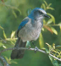 Florida Scrub Jay - Photo copyright Don DesJardin