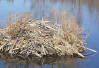 Camoflaged Canada Goose on beaver lodge