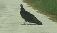 Turkey Vulture
