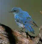 Mountain Bluebird - Photo copyright Don Baccus