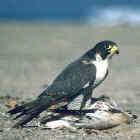 Peregrine Falcon - Photo copyright Don DesJardin