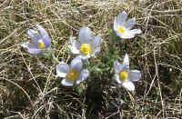 Prairie Wildflowers