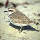 Snowy Plover - Photo copyright Don Desjardin