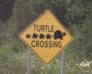 Turtle Crossing
