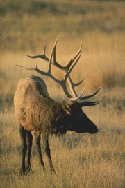 Elk - Photo by Tina MacDonald
