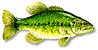 Largemouth Bass