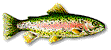 Rainbow Trout