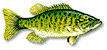 Smallmouth Bass