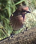 House Finch - Photo copyright Ivan Petrov