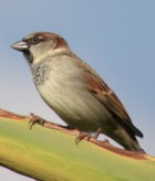 House Sparrow - Photo copyright Manuel Grosselet