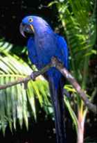 Hyacinth Macaw - ENDANGERED - Photo coyright Tony Tilford