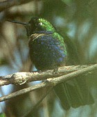 Hyacinth Visorbearer - Photo copyright Arthur Grosset